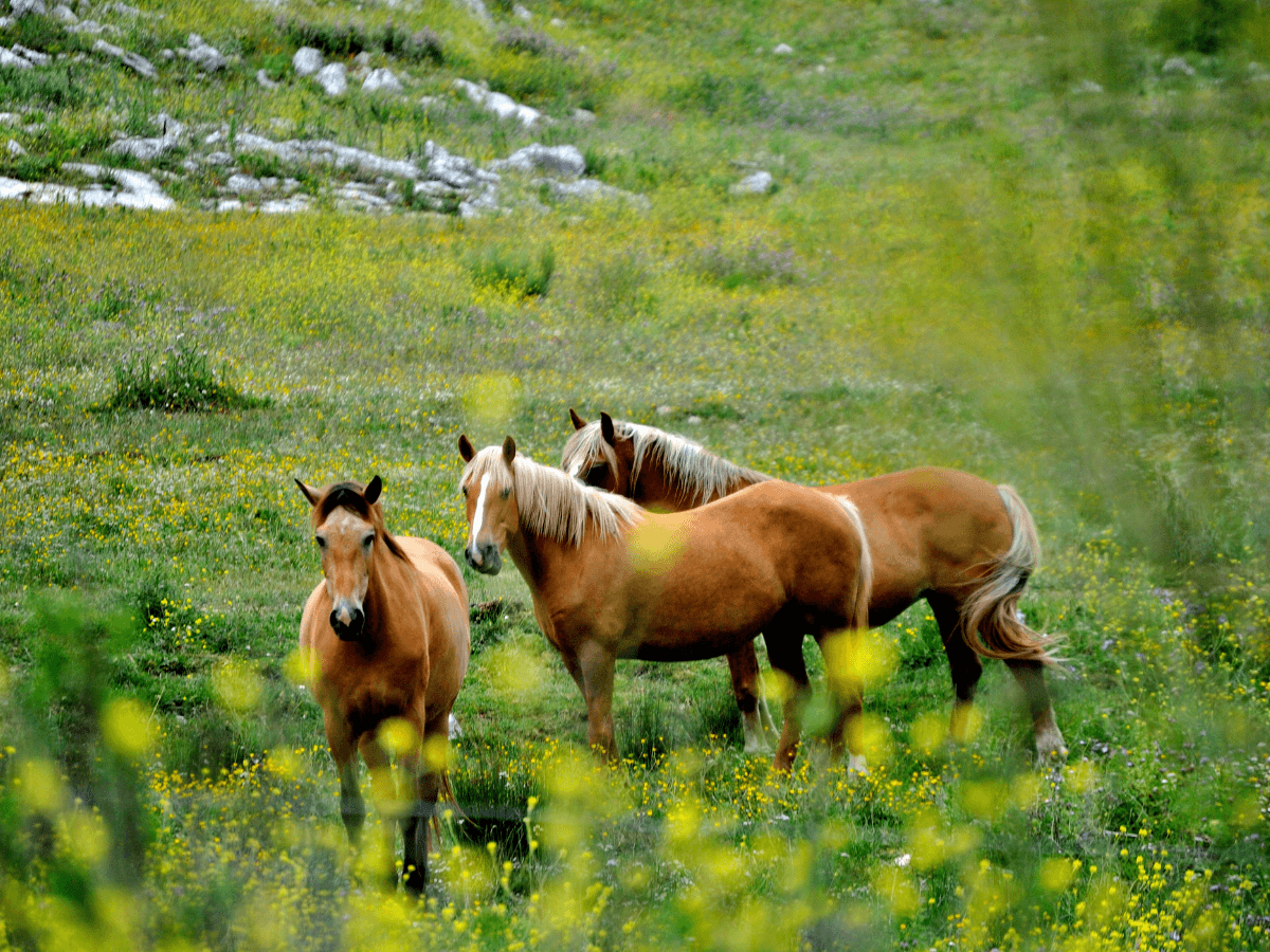 fotografía de paisajes