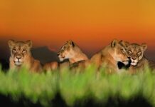 Frans Lanting: el fotógrafo que captura la majestuosidad de la naturaleza fotos Frans Lanting animales