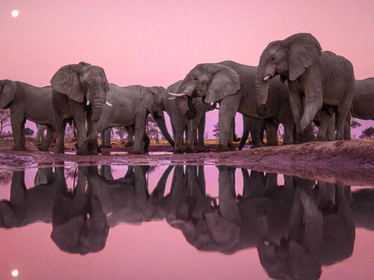 fotos Frans Lanting animales