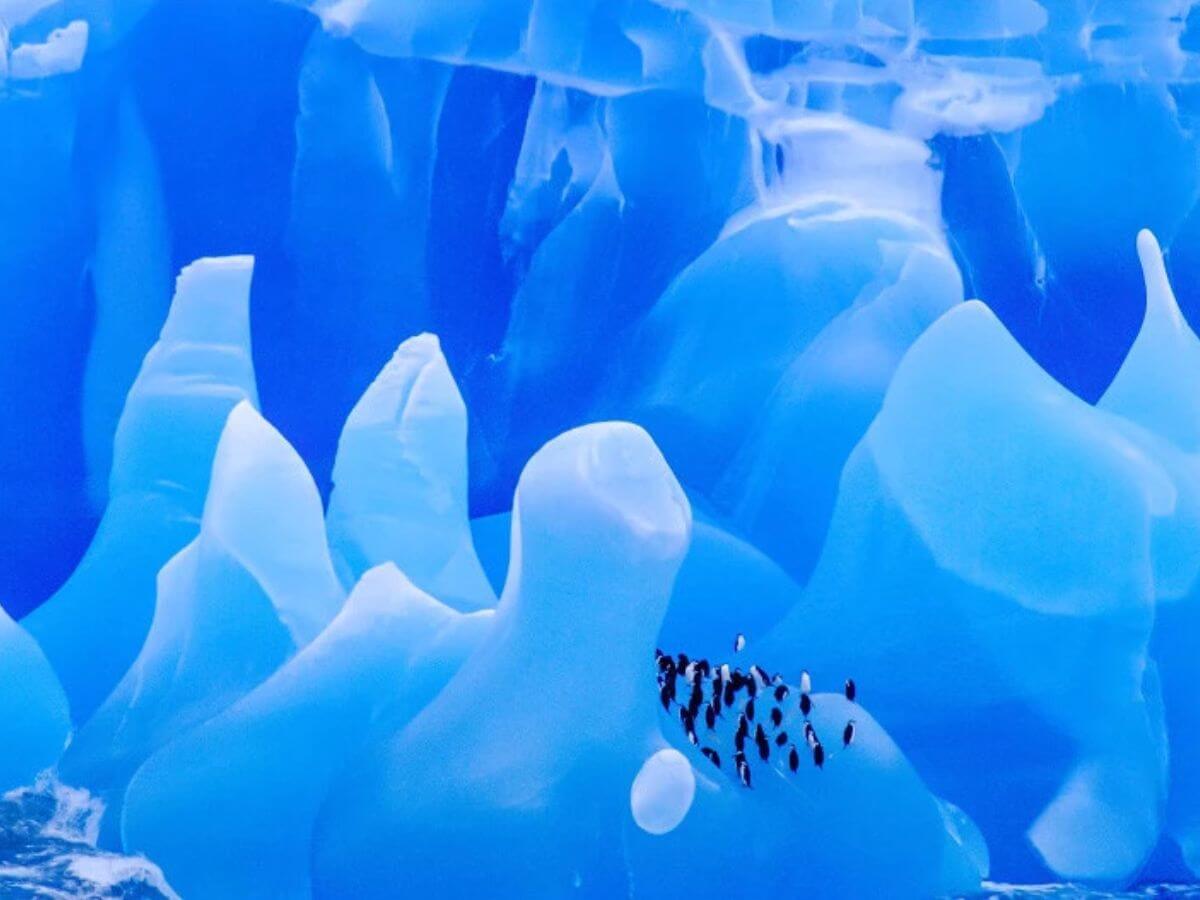 fotos Frans Lanting animales