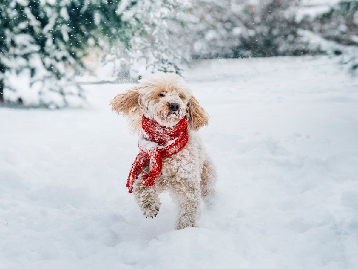 fotografía en invierno
