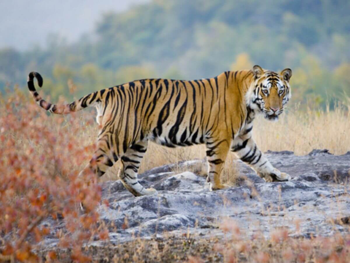 fotos Art Wolfe naturaleza