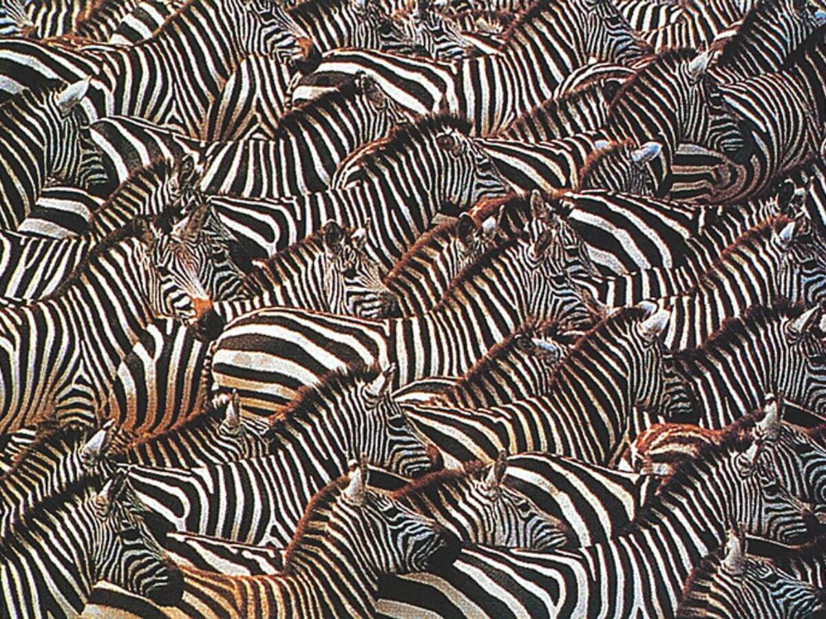 fotos Art Wolfe naturaleza